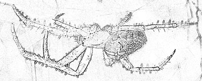 Große Gartenkreuzspinne