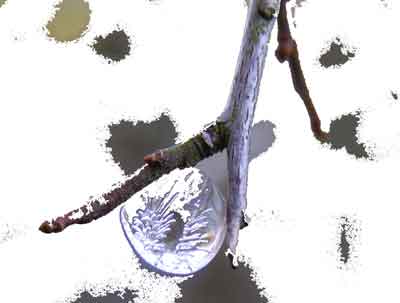 Hintergrund Wasstertropfen zwischen Astgabel