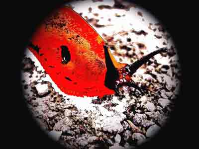 Hintergrund Schnecke